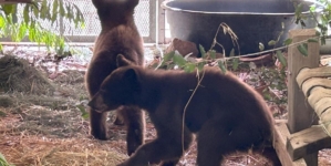 Bear cubs found wandering without their mom recuperating in San Diego