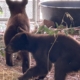 Bear cubs found wandering without their mom recuperating in San Diego