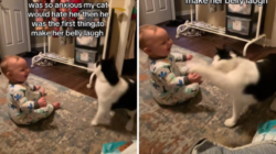 New Mom Anxious To Let Cat Play With Baby—Not Expecting What She Captures