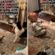 New Mom Anxious To Let Cat Play With Baby—Not Expecting What She Captures
