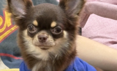 Worried Owner Takes Dog To Vet As She Stops Eating—Unprepared for Diagnosis