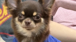 Worried Owner Takes Dog To Vet As She Stops Eating—Unprepared for Diagnosis