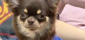 Worried Owner Takes Dog To Vet As She Stops Eating—Unprepared for Diagnosis