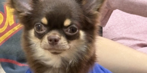 Worried Owner Takes Dog To Vet As She Stops Eating—Unprepared for Diagnosis