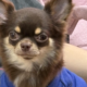 Worried Owner Takes Dog To Vet As She Stops Eating—Unprepared for Diagnosis