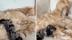 Puppy Meets Afghan Hound Brother for First Time, Hysterics at What Happens