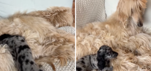 Puppy Meets Afghan Hound Brother for First Time, Hysterics at What Happens