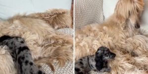Puppy Meets Afghan Hound Brother for First Time, Hysterics at What Happens