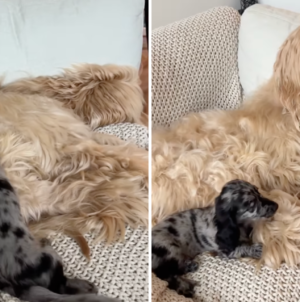 Puppy Meets Afghan Hound Brother for First Time, Hysterics at What Happens