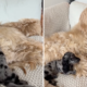 Puppy Meets Afghan Hound Brother for First Time, Hysterics at What Happens