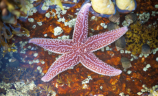 Death of 5 Billion Starfish Baffled Scientists—Until Now