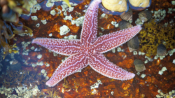 Death of 5 Billion Starfish Baffled Scientists—Until Now
