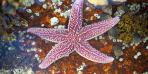 Death of 5 Billion Starfish Baffled Scientists—Until Now