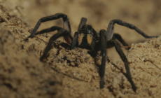 Tarantula Mating Season Warning Issued: ‘Enough Problems’