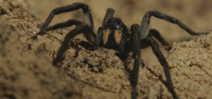 Tarantula Mating Season Warning Issued: ‘Enough Problems’