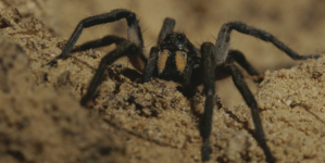 Tarantula Mating Season Warning Issued: ‘Enough Problems’