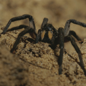 Tarantula Mating Season Warning Issued: ‘Enough Problems’