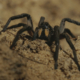 Tarantula Mating Season Warning Issued: ‘Enough Problems’