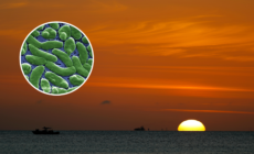 Fifth Person in Florida Dies of Flesh-Eating Bacteria: What to Know