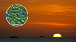 Fifth Person in Florida Dies of Flesh-Eating Bacteria: What to Know