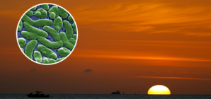 Fifth Person in Florida Dies of Flesh-Eating Bacteria: What to Know