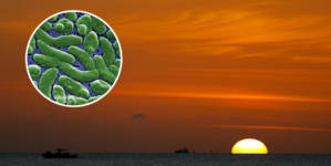 Fifth Person in Florida Dies of Flesh-Eating Bacteria: What to Know