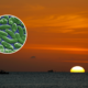 Fifth Person in Florida Dies of Flesh-Eating Bacteria: What to Know