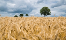 Wheat Overtakes Corn as Hungary’s Top Crop