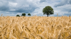 Wheat Overtakes Corn as Hungary’s Top Crop