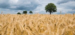 Wheat Overtakes Corn as Hungary’s Top Crop
