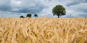 Wheat Overtakes Corn as Hungary’s Top Crop