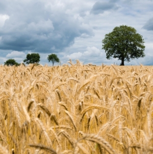 Wheat Overtakes Corn as Hungary’s Top Crop