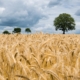 Wheat Overtakes Corn as Hungary’s Top Crop