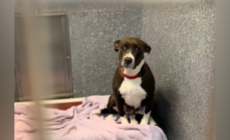 Dog Abandoned With Her Puppies Now Overlooked in Shelter With ‘No Interest’