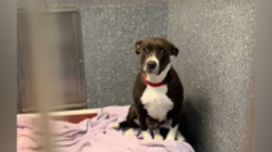Dog Abandoned With Her Puppies Now Overlooked in Shelter With ‘No Interest’