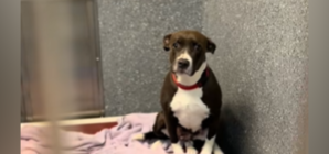 Dog Abandoned With Her Puppies Now Overlooked in Shelter With ‘No Interest’