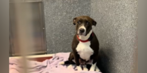 Dog Abandoned With Her Puppies Now Overlooked in Shelter With ‘No Interest’