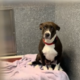 Dog Abandoned With Her Puppies Now Overlooked in Shelter With ‘No Interest’