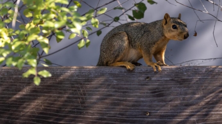 A ‘very mean squirrel’ is going nuts in this California town. Two victims sent to the ER