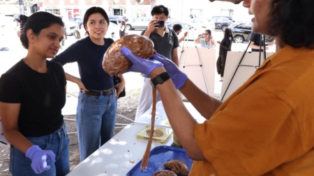 Yes, that’s a human brain on a cafeteria tray. UCLA fair shows off science cuts under Trump