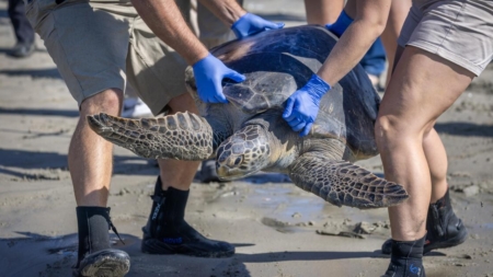 Crowd gathers in Seal Beach to watch rehabilitated sea turtle released to the ocean