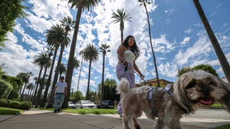 The iconic Beverly Hills palm tree streets have a tourist problem