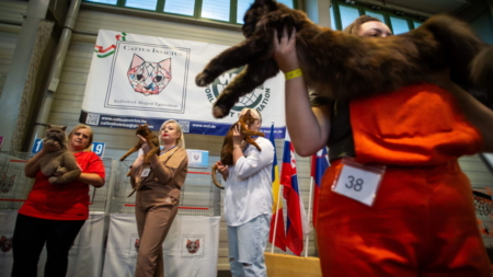 WCF World Cat Show Returns to Budapest After Ten Years