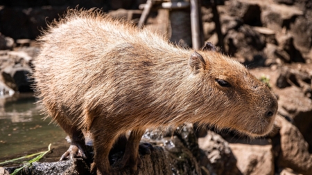 World Animal Day – Unique Programs All Weekend Long at Budapest Zoo