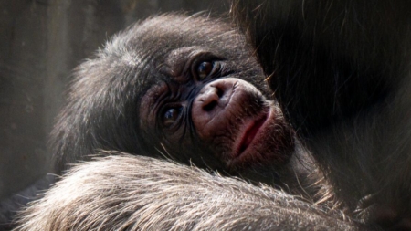 See L.A. Zoo’s newest inhabitants: Two baby chimpanzees