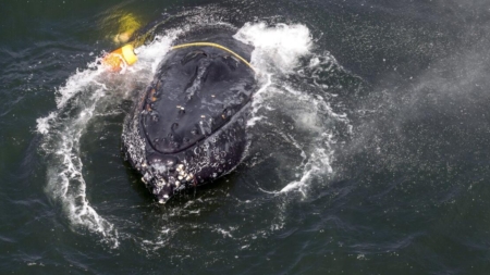 Whales are getting tangled is fishing lines and rope in records numbers, SF Bay Area is one of the worst