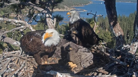 Was that young bald eagle visiting Jackie and Shadow’s nest their baby?