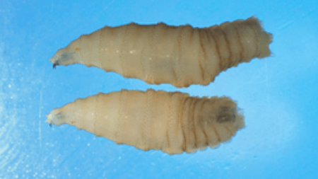 California issues advisory on New World Screwworm, danger to humans