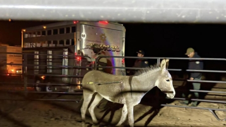 Donkey wounded by arrow in California, latest in string of attacks