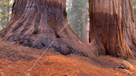 Garnet fire threatens vulnerable grove of giant sequoias